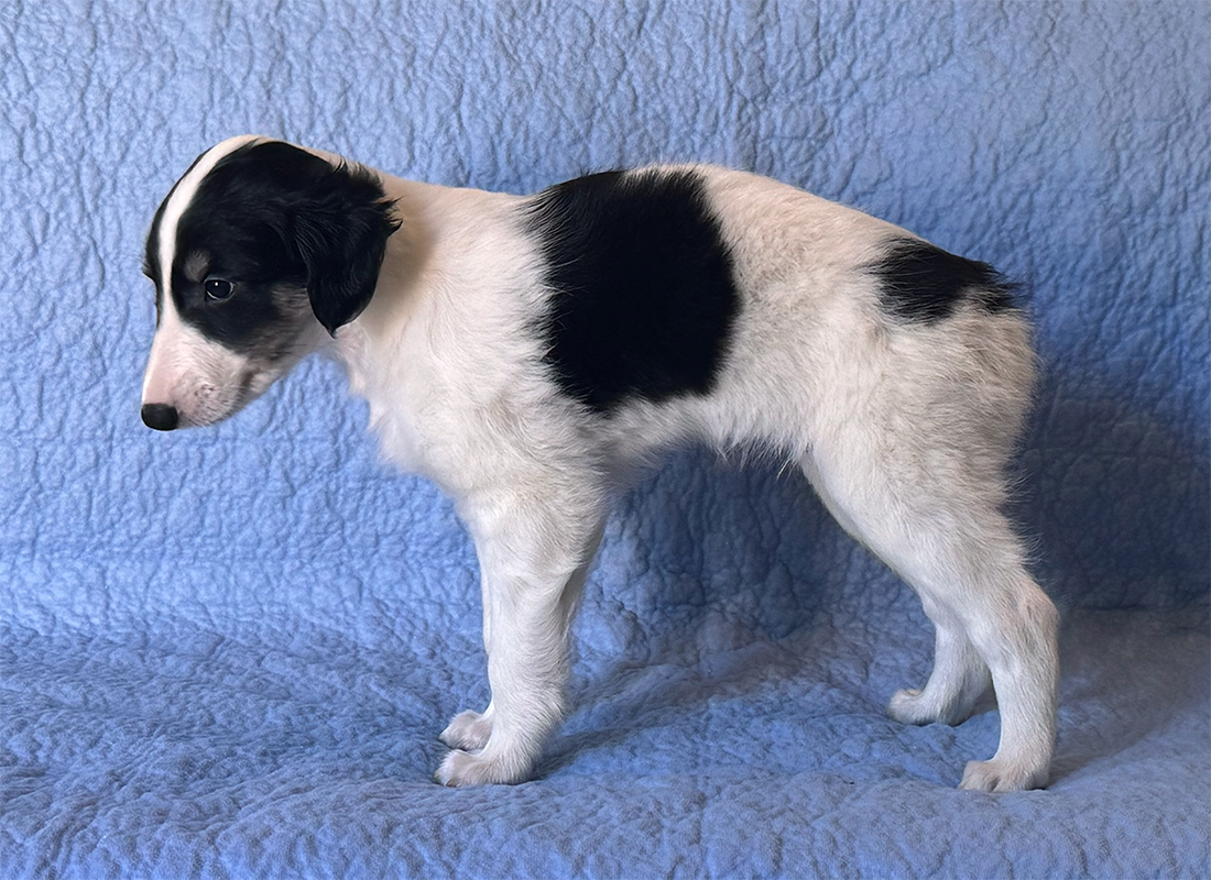 6 weeks - Presto left